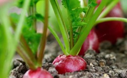 When to plant radishes in the summer for the second time and how to do it correctly