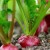 When to plant radishes in the summer for the second time and how to do it correctly