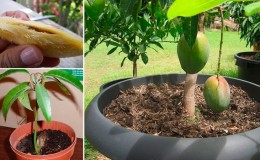 Cómo cultivar mangos a partir de semillas en casa.