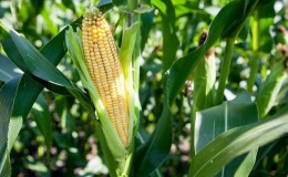 Cómo crece el maíz: fotografías y etapas de cultivo, consejos de agricultores experimentados