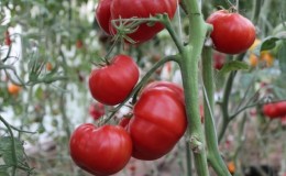 Varieti berbuah besar dari penternak Bulgaria - tomato Mom's Love