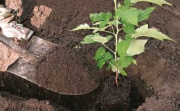 Frambozen in het voorjaar opnieuw planten op een nieuwe plek