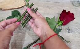 Instrucciones para jardineros principiantes: cómo enraizar una rosa de un ramo en casa