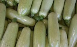 Conservare il raccolto fino alla primavera: come conservare correttamente le zucchine per l'inverno e quali condizioni devono essere create per le verdure