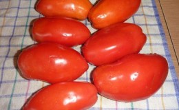 Adakah patut menanam tomato Puteri: pendapat penduduk musim panas dan rahsia mendapatkan hasil tuaian tomato aromatik yang kaya