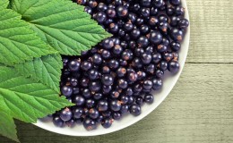 Black currant leaves - beneficial and medicinal properties