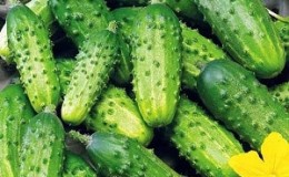 Cucumber variety Zhuravlenok from Crimean breeders for growing in warm climates