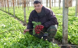 Instructions for growing radishes in a greenhouse in winter for sale and the profitability of this business