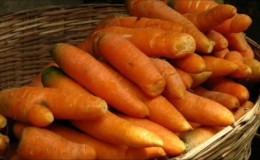 Features of storing carrots at home in an apartment