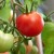 How to water tomatoes to make them turn red faster: the best fertilizers for tomatoes and life hacks to speed up ripening