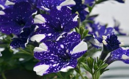 Vegetativ petunia Stjernehimmel med flotte blomster