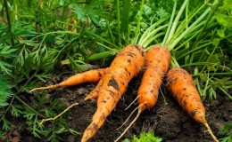 How to deal with diseases and pests of carrots