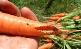 Que faire si les carottes éclatent et se fissurent dans le jardin, et pourquoi cela se produit