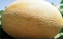 Ang Amal melon hybrid, na minamahal ng mga residente ng tag-araw, ay masarap at lumalaban sa mga sakit