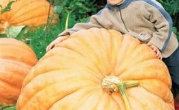 Variedad de calabaza Atlant: cultivo de frutos de tamaño récord en nuestra parcela