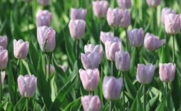 Hướng dẫn trồng hoa tulip vào tháng 8 cho người mới bắt đầu làm vườn