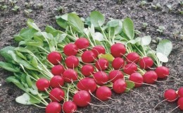 When is it better to plant radishes before winter and is it possible to grow a good harvest?