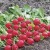 When is it better to plant radishes before winter and is it possible to grow a good harvest?