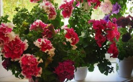 Is it possible to grow petunia in a pot as a houseplant?