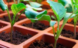 Momento e tecnologia para plantar brócolis para mudas e cuidar das mudas em casa