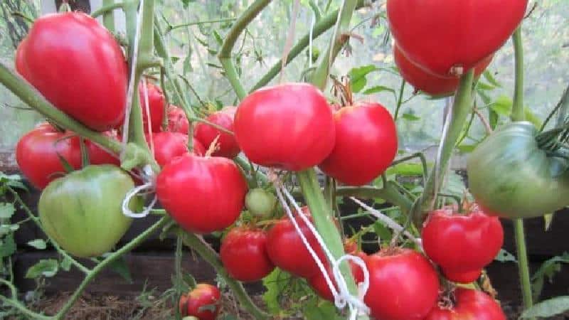 The ideal variety for obtaining a rich, tasty, early harvest of tomatoes: Skorospelka tomato