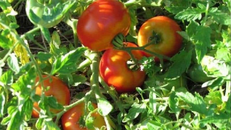 The ideal variety for obtaining a rich, tasty, early harvest of tomatoes: Skorospelka tomato