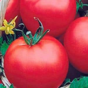 The ideal variety for obtaining a rich, tasty, early harvest of tomatoes: Skorospelka tomato