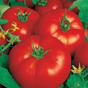 The ideal variety for obtaining a rich, tasty, early harvest of tomatoes: Skorospelka tomato