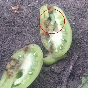 What are the diseases of tomatoes and how to treat them?