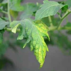 What are the diseases of tomatoes and how to treat them?