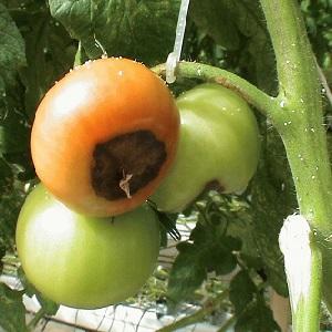 ¿Cuáles son las enfermedades de los tomates y cómo tratarlas?