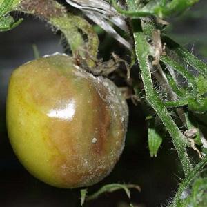 What are the diseases of tomatoes and how to treat them?