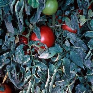 What are the diseases of tomatoes and how to treat them?