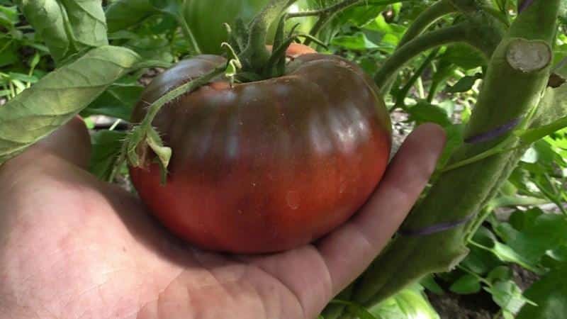 An unusual and aesthetic variety of tomato Black Baron - easy to grow and pleasing with an abundance of harvest