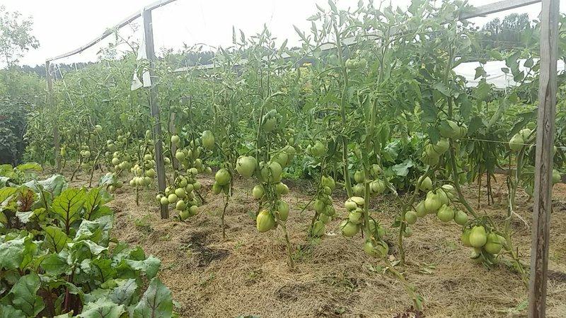 El favorit dels agricultors entre els tomàquets: tomàquet Bull's Heart, característiques i descripció de la varietat