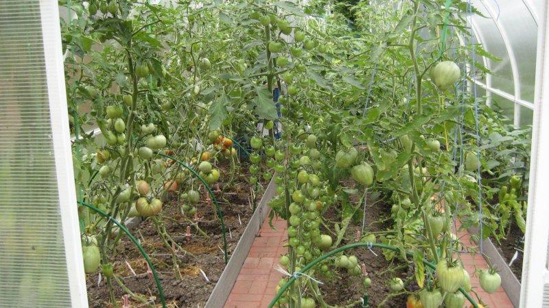 Le préféré des agriculteurs parmi les tomates : la tomate Bull's Heart, caractéristiques et description de la variété