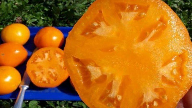 Cómo cultivar un tomate caqui en su sitio: trucos y consejos útiles de jardineros experimentados