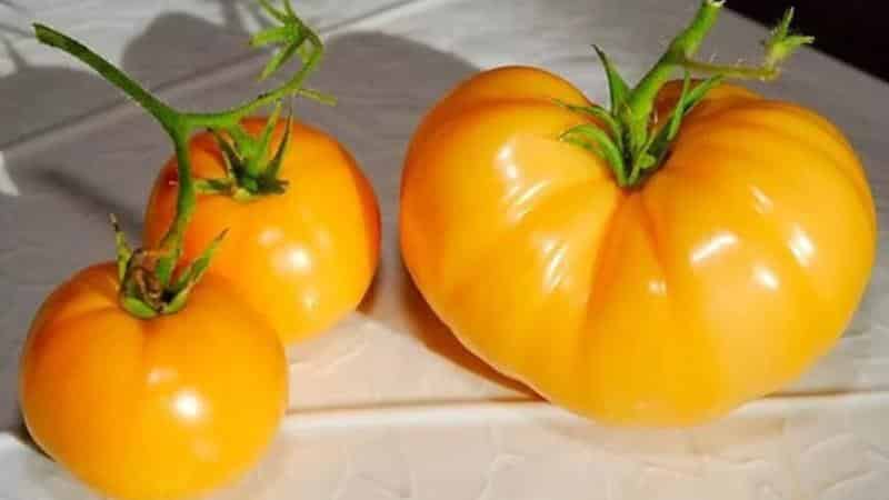 Cómo cultivar un tomate caqui en su sitio: trucos y consejos útiles de jardineros experimentados