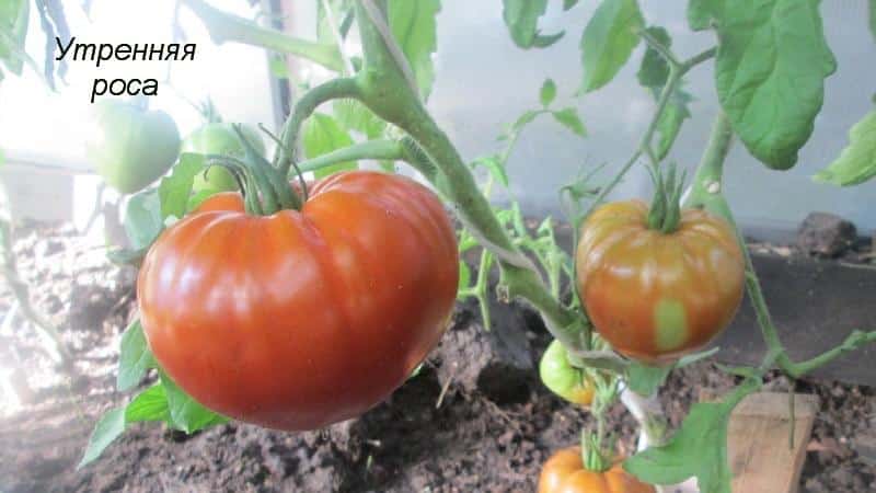 Universelle frühreifende Tomatensorte - Morning Dew-Tomate