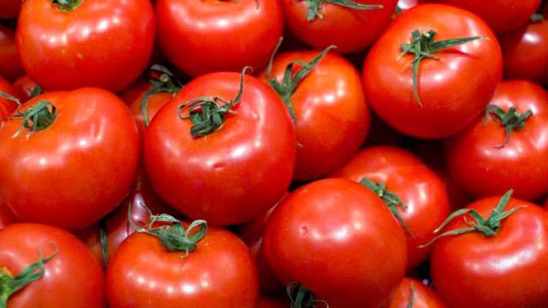 Varieti tomato yang tumbuh rendah manakah yang paling produktif?