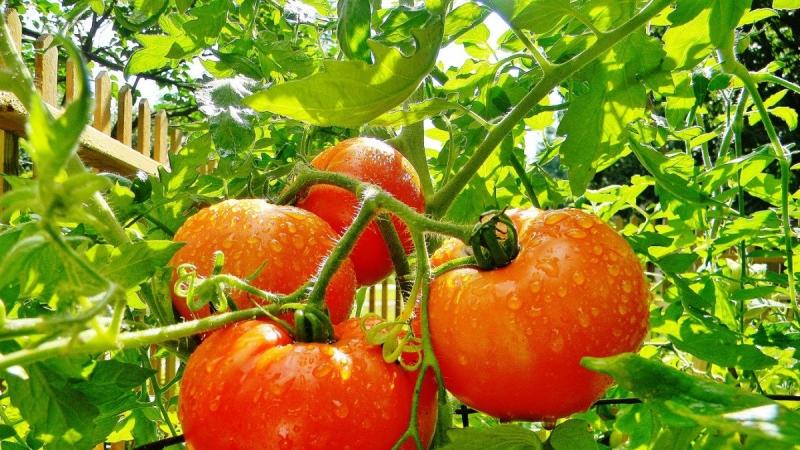 Varieti tomato yang tumbuh rendah manakah yang paling produktif?