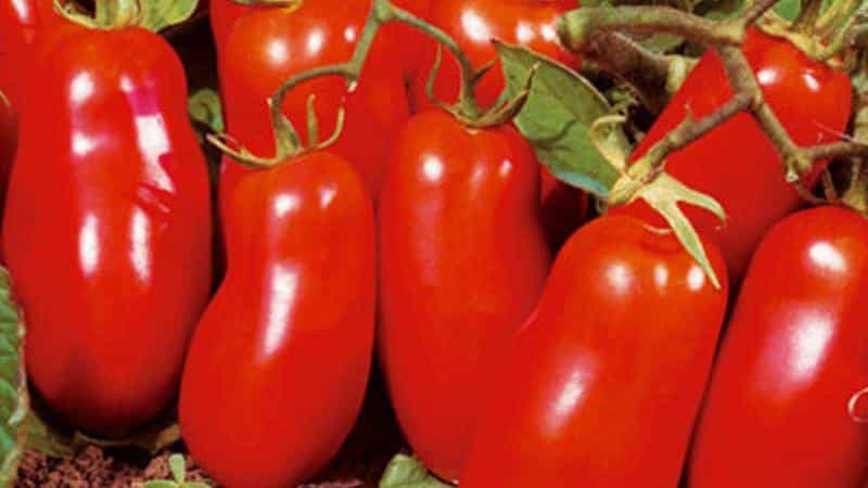 Varieti tomato yang tumbuh rendah manakah yang paling produktif?