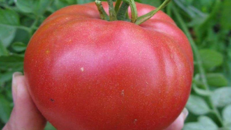 Vilka lågväxande tomatsorter är mest produktiva?