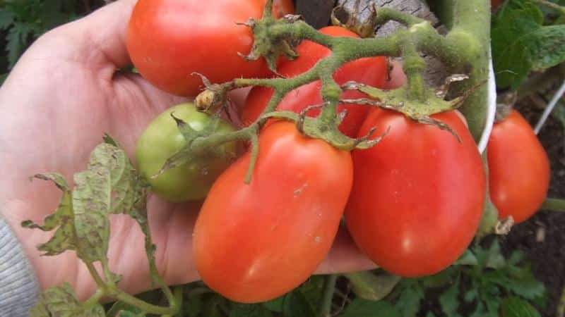 Vilka lågväxande tomatsorter är mest produktiva?