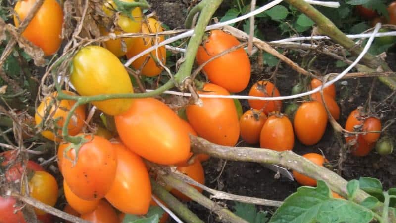 Welke laagblijvende tomatenrassen zijn het meest productief?