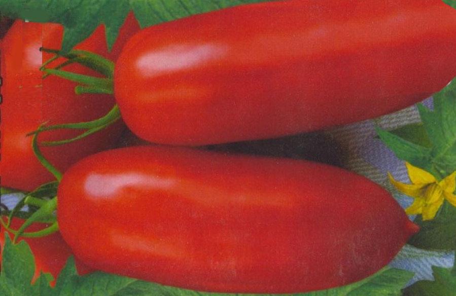 Quelles variétés de tomates à croissance basse sont les plus productives ?