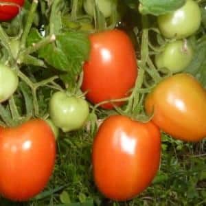 Comment faire pousser de bonnes tomates Stolypin