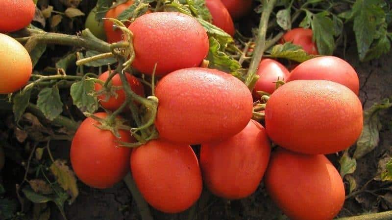 Como cultivar bons tomates Stolypin