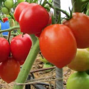 Comment faire pousser de bonnes tomates Stolypin