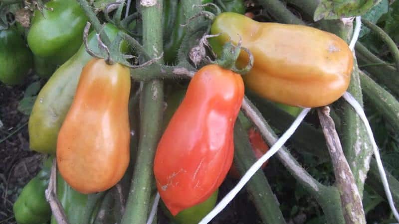 Tomàquet fructífer i fàcil de cultivar La felicitat de les dones: fotos de fruites i secrets de la cura adequada